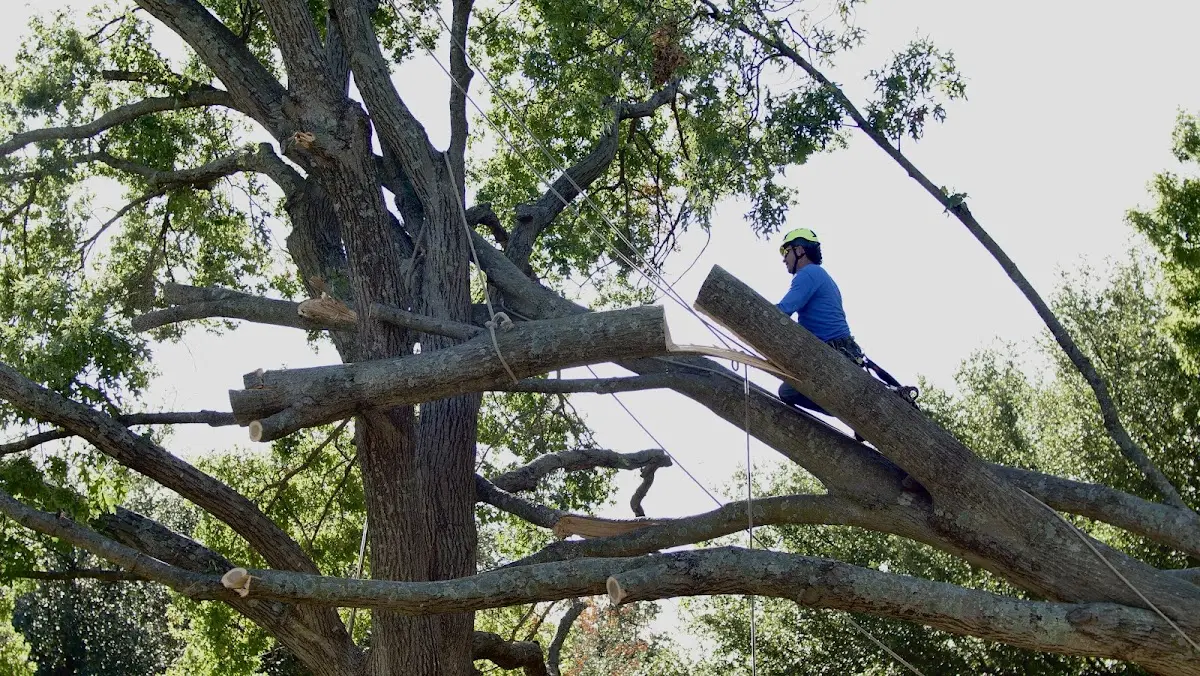 Professional Crown Thinning performed by certified arborists in Cross Junction
